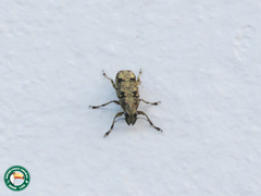 Nemotrichus