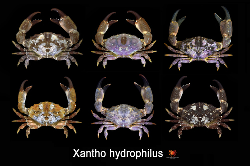 Montagu's Crab, photo 4 of 9
