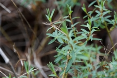 Euphorbia fragifera