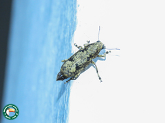 Nemotrichus