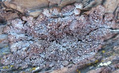 Punctelia stictica
