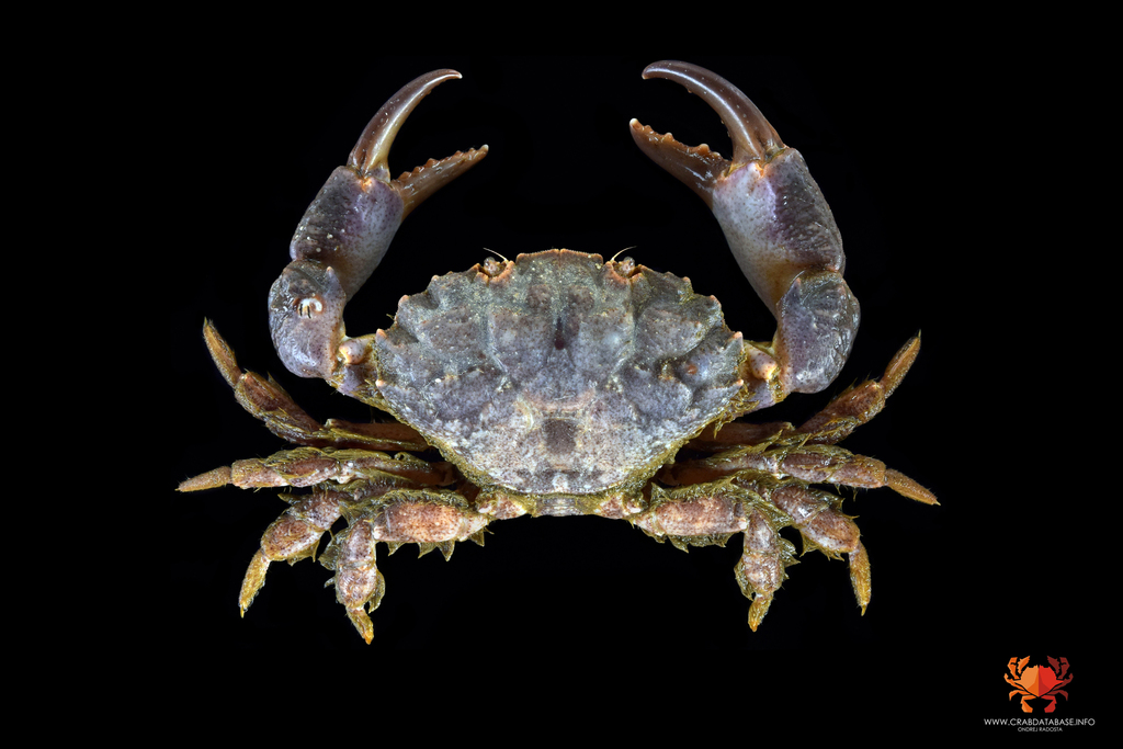 Risso's Crab