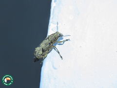 Nemotrichus