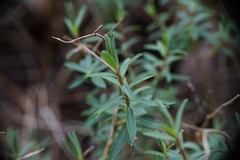 Euphorbia fragifera
