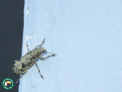 Nemotrichus