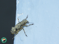 Nemotrichus