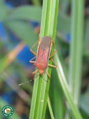 Anasa varicornis