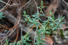 Euphorbia fragifera