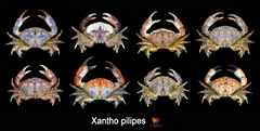Xantho pilipes