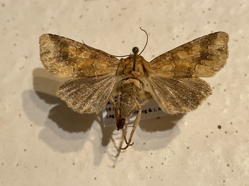 Mora okrová (Conisania luteago)