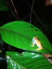 Dendropsophus xapuriensis