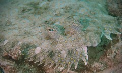 Leopard Flounder photo 4