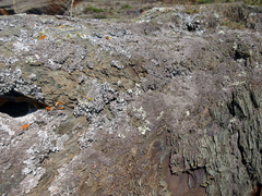 Punctelia stictica