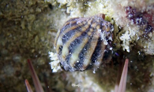 Vexillum lautum, 2022-02-04