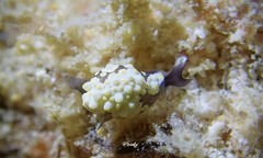 Colpodaspis thompsoni