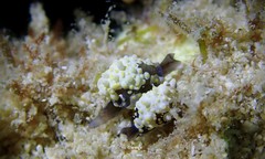 Colpodaspis thompsoni