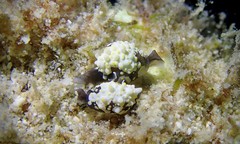 Colpodaspis thompsoni