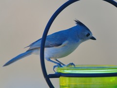 Baeolophus bicolor × atricristatus