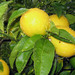 Meyer Lemon - Photo (c) badthings, some rights reserved (CC BY-NC-ND)