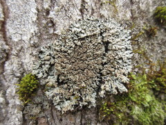 Physconia grumosa