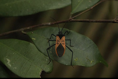 Leptoscelis limbativentris