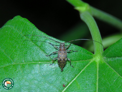 Atrypanius remissus