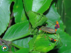 Anisoscelis foliaceus