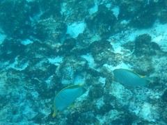 Chaetodon xanthocephalus