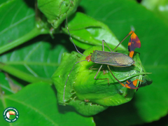 Anisoscelis foliaceus