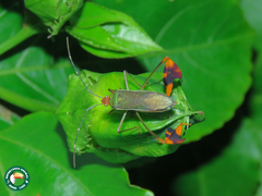 Anisoscelis foliaceus