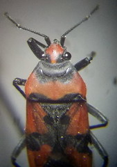Lygaeus simulans