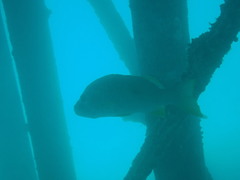 Lethrinus erythracanthus