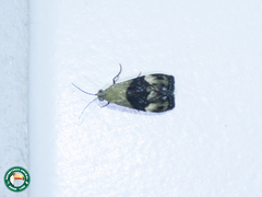 Lepidoptera