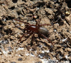 Araneae