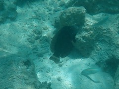 Novaculichthys taeniourus