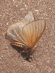 Heliconisa pagenstecheri
