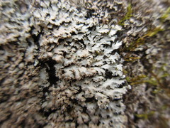 Physconia grumosa