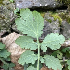 Chelidonium majus