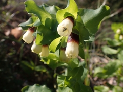 Cerinthe major
