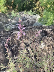 Syncolostemon canescens