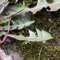 Taraxacum officinale