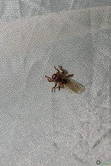Hippoboscoidea