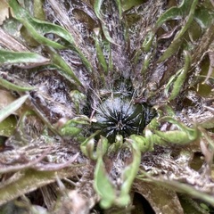 Taraxacum officinale