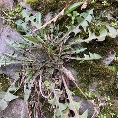 Taraxacum officinale