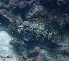 Epinephelus fuscoguttatus
