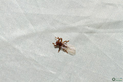 Hippoboscoidea