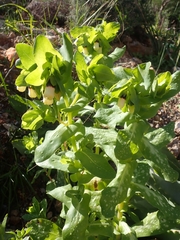 Cerinthe major