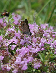 Aricia artaxerxes allous