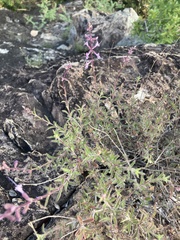 Syncolostemon canescens