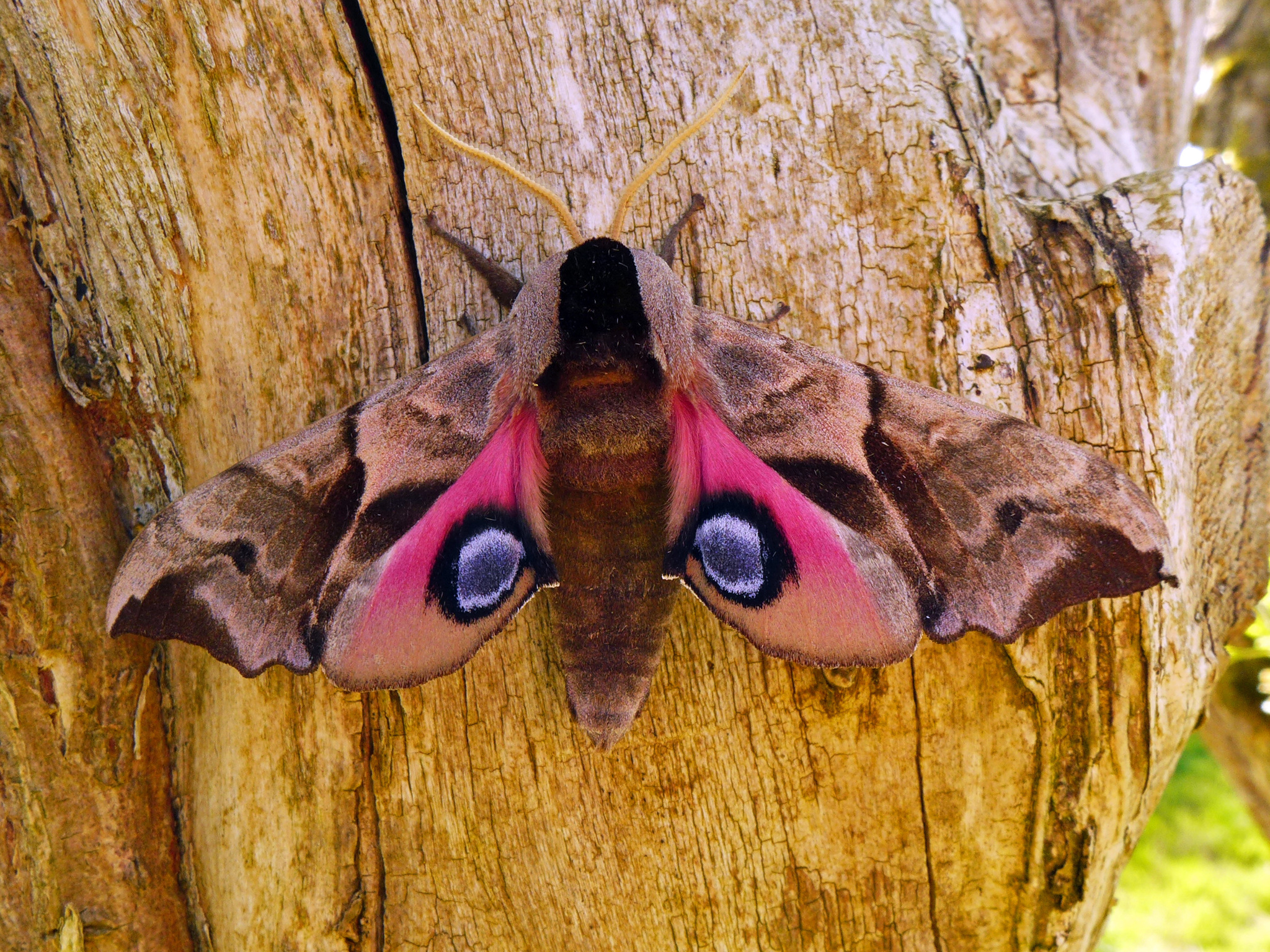 Eyed Hawk-moth